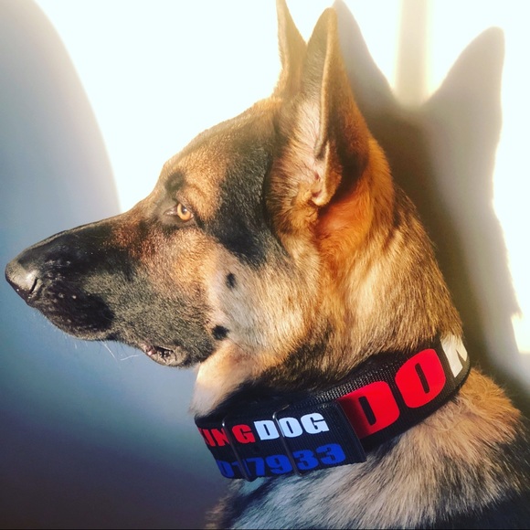 Custom Dog Collars! - Picture 3 of 8